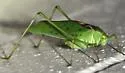 Big Bend Oblong-winged Katydid - photo 2