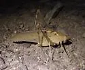 Big Bend Oblong-winged Katydid - photo 3