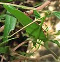 Big Bend Oblong-winged Katydid - photo 4