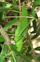 Big Bend Oblong-winged Katydid - photo 5