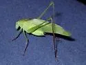 Common Virtuoso Katydid