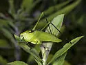 Common Virtuoso Katydid - photo 2