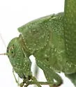 Common Virtuoso Katydid - photo 3