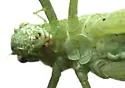 Common Virtuoso Katydid - photo 4