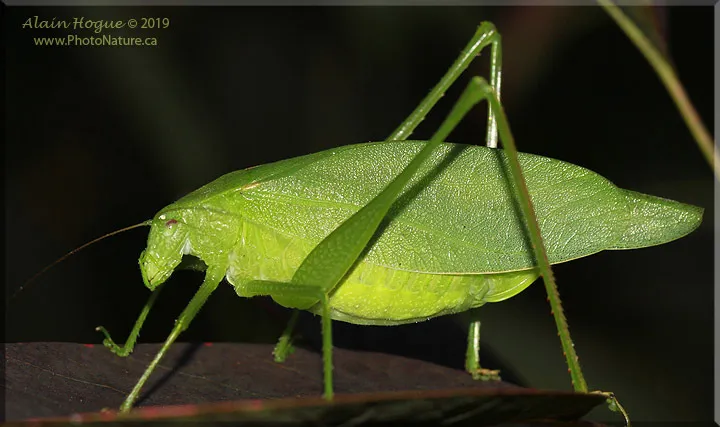 Oblong-winged Katydid - photo 2