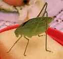 Western Round-winged Katydid