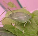 Western Round-winged Katydid - photo 2