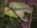 Western Round-winged Katydid - photo 3