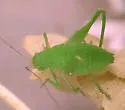 Western Round-winged Katydid - photo 4