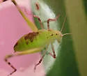 Rio Grande virtuoso katydid - photo 2