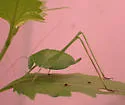Rio Grande virtuoso katydid - photo 3