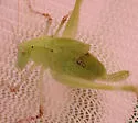 Rio Grande virtuoso katydid - photo 4