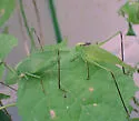 Rio Grande virtuoso katydid - photo 5