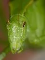 Rattler Round-winged Katydid