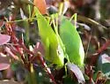 Rattler Round-winged Katydid - photo 2