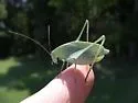 Rattler Round-winged Katydid - photo 3