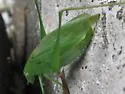 Rattler Round-winged Katydid - photo 4