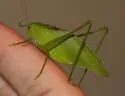 Rattler Round-winged Katydid - photo 5