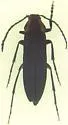Amblyctis praeses - photo 2