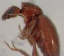 Amblyderus adventive-sp - photo 2