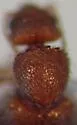 Amblyderus adventive-sp - photo 4