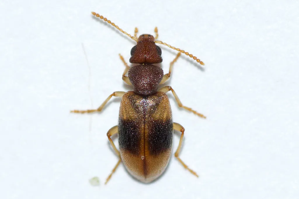Amblyderus granularis - photo 2