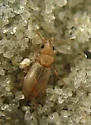 Amblyderus pallens