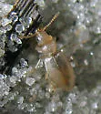 Amblyderus pallens - photo 2