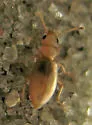 Amblyderus pallens - photo 3