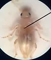 Amblyderus pallens - photo 4