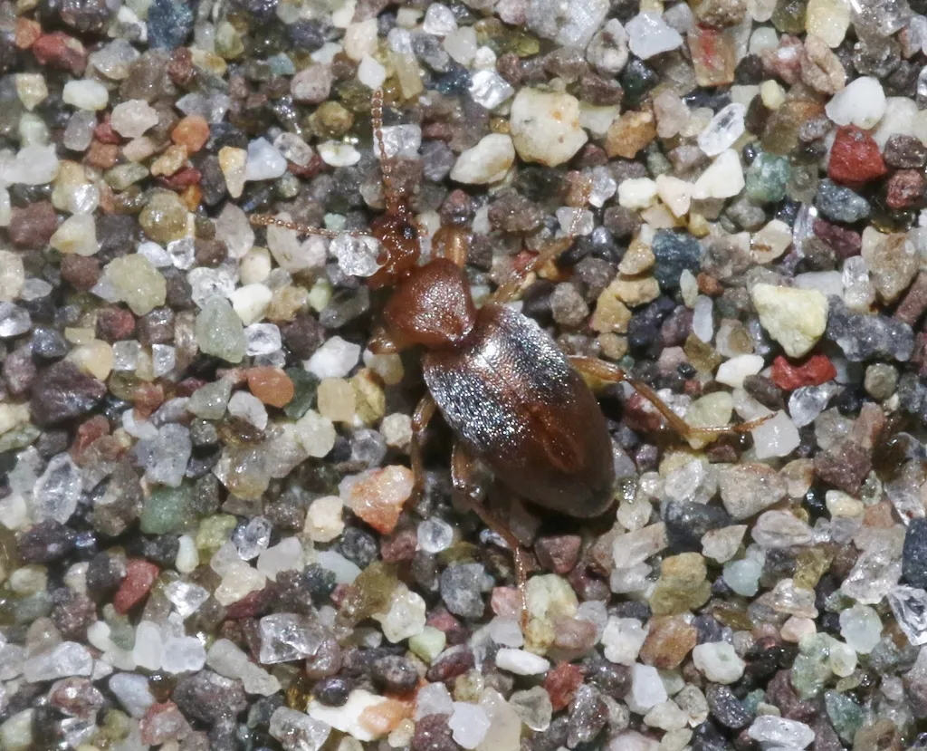 Amblyderus parviceps - photo 2