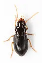 Amblygnathus iripennis - photo 2