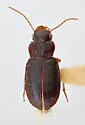 Amblygnathus iripennis - photo 3