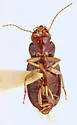 Amblygnathus iripennis - photo 4