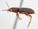 Amblygnathus iripennis - photo 5