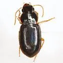 Amblygnathus mexicanus