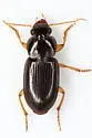 Amblygnathus mexicanus - photo 2