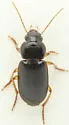 Amblygnathus mexicanus - photo 4