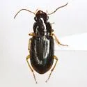 Amblygnathus subtinctus