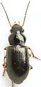 Amblygnathus subtinctus - photo 2