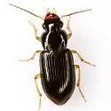 Amblygnathus subtinctus - photo 3
