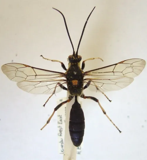 Amblyjoppa proteus - Amblyjoppa proteus