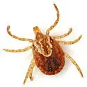 Cayenne Tick