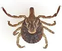 Cayenne Tick - photo 3