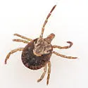 Cayenne Tick - photo 4