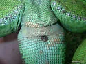 Iguana Tick - photo 2
