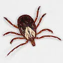 Gulf Coast Tick