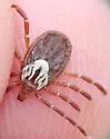 Gulf Coast Tick - photo 2