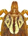 Gulf Coast Tick - photo 3