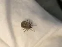 Gulf Coast Tick - photo 4
